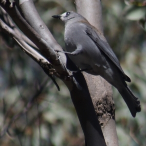 Colluricincla harmonica at Gundaroo, NSW - 6 Sep 2021