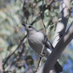 Colluricincla harmonica at Gundaroo, NSW - 6 Sep 2021