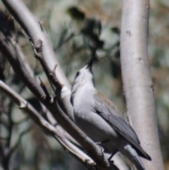 Colluricincla harmonica at Gundaroo, NSW - 6 Sep 2021