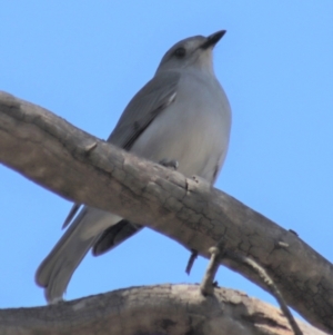 Colluricincla harmonica at Gundaroo, NSW - 6 Sep 2021