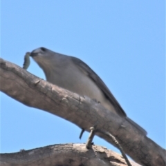 Colluricincla harmonica at Gundaroo, NSW - 6 Sep 2021