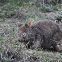 Vombatus ursinus (Common wombat, Bare-nosed Wombat) at Urambi Hills - 31 Aug 2021 by DrDJDavidJ