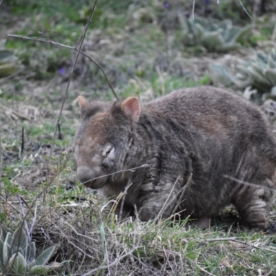 Vombatus ursinus (Common wombat, Bare-nosed Wombat) at Kambah, ACT - 31 Aug 2021 by DrDJDavidJ