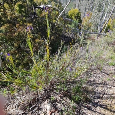 Stypandra glauca (Nodding Blue Lily) at Tuggeranong DC, ACT - 6 Sep 2021 by Mike