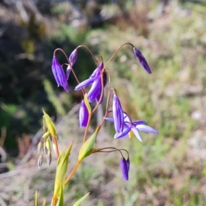 Stypandra glauca at Tuggeranong DC, ACT - 6 Sep 2021