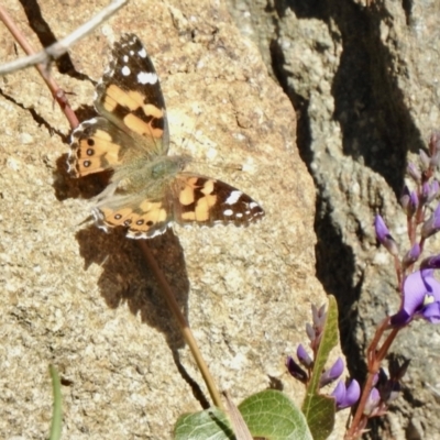 Vanessa kershawi (Australian Painted Lady) at Aranda, ACT - 6 Sep 2021 by KMcCue