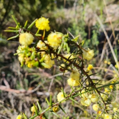 Acacia ulicifolia (Prickly Moses) at Jerrabomberra, ACT - 6 Sep 2021 by Mike