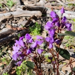 Hardenbergia violacea (False Sarsaparilla) at Jerrabomberra, ACT - 6 Sep 2021 by Mike