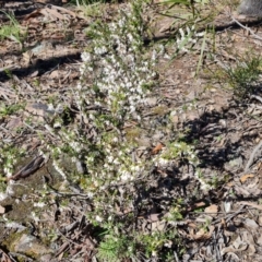 Leucopogon fletcheri subsp. brevisepalus (Twin Flower Beard-Heath) at Tuggeranong DC, ACT - 6 Sep 2021 by Mike