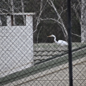 Ardea alba at Kambah, ACT - 20 Aug 2021 05:22 PM