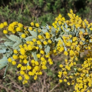 Acacia baileyana at Tuggeranong DC, ACT - 6 Sep 2021 02:58 PM