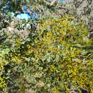 Acacia cultriformis at Tuggeranong DC, ACT - 6 Sep 2021