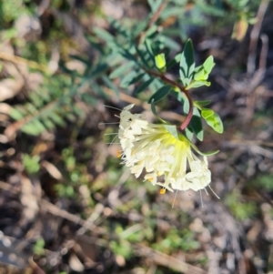 Pimelea linifolia at Tuggeranong DC, ACT - 6 Sep 2021 02:53 PM