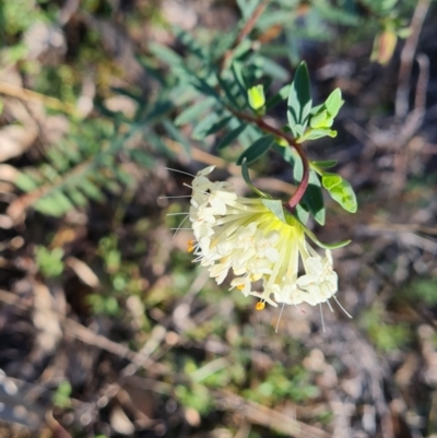 Pimelea linifolia (Slender Rice Flower) at Wanniassa Hill - 6 Sep 2021 by Mike
