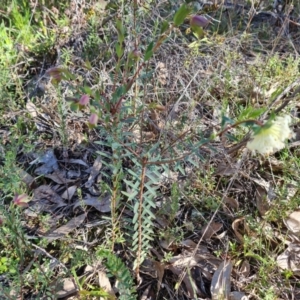 Pimelea linifolia at Tuggeranong DC, ACT - 6 Sep 2021