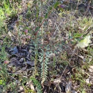 Pimelea linifolia at Tuggeranong DC, ACT - 6 Sep 2021 02:53 PM