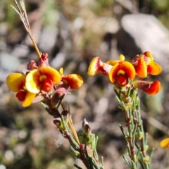 Dillwynia sericea (Egg And Bacon Peas) at Wanniassa Hill - 6 Sep 2021 by Mike