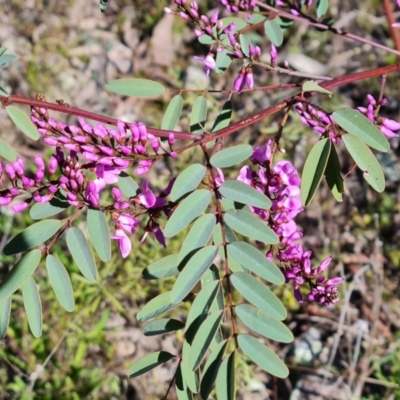 Indigofera australis subsp. australis (Australian Indigo) at Jerrabomberra, ACT - 6 Sep 2021 by Mike