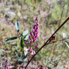 Indigofera australis subsp. australis at Jerrabomberra, ACT - 6 Sep 2021