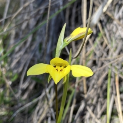 Diuris chryseopsis (Golden Moth) at Mount Taylor - 2 Sep 2021 by Shazw