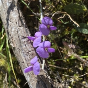 Hovea heterophylla at Tuggeranong DC, ACT - 2 Sep 2021