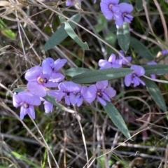 Hovea heterophylla at Tuggeranong DC, ACT - 2 Sep 2021