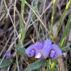 Hovea heterophylla at Tuggeranong DC, ACT - 2 Sep 2021