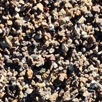 Iridomyrmex purpureus (Meat Ant) at Tuggeranong DC, ACT - 6 Sep 2021 by Mike