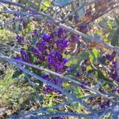 Hardenbergia violacea (False Sarsaparilla) at Wanniassa Hill - 6 Sep 2021 by Mike