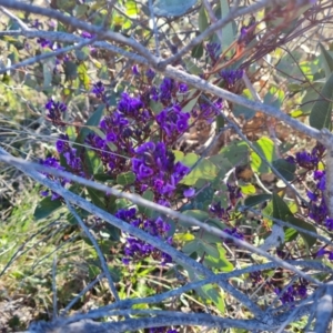 Hardenbergia violacea at Tuggeranong DC, ACT - 6 Sep 2021 03:09 PM