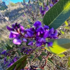 Hardenbergia violacea at Tuggeranong DC, ACT - 6 Sep 2021