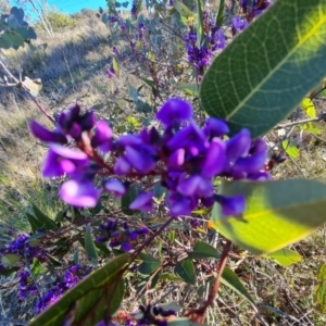 Hardenbergia violacea at Tuggeranong DC, ACT - 6 Sep 2021 03:09 PM