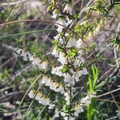 Leucopogon fletcheri subsp. brevisepalus (Twin Flower Beard-Heath) at Tuggeranong DC, ACT - 6 Sep 2021 by Mike