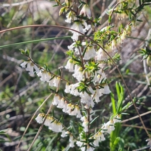 Leucopogon fletcheri subsp. brevisepalus at Tuggeranong DC, ACT - 6 Sep 2021