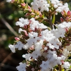 Leucopogon attenuatus (Small-leaved Beard Heath) at Wanniassa Hill - 6 Sep 2021 by Mike