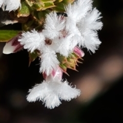 Leucopogon attenuatus at Tuggeranong DC, ACT - 6 Sep 2021