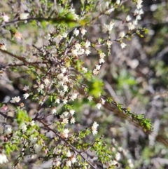 Cryptandra amara (Bitter Cryptandra) at Wanniassa Hill - 6 Sep 2021 by Mike