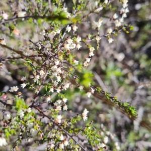 Cryptandra amara at Tuggeranong DC, ACT - 6 Sep 2021 03:05 PM