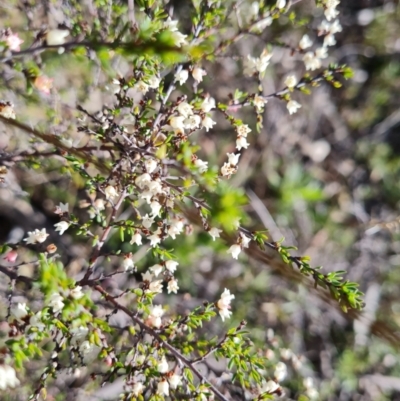 Cryptandra amara (Bitter Cryptandra) at Wanniassa Hill - 6 Sep 2021 by Mike