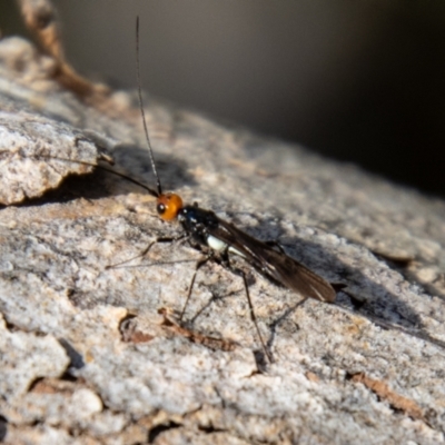Callibracon capitator (White Flank Black Braconid Wasp) at McQuoids Hill - 6 Sep 2021 by SWishart