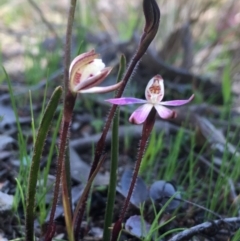 Caladenia fuscata (Dusky Fingers) at Hall, ACT - 6 Sep 2021 by strigo