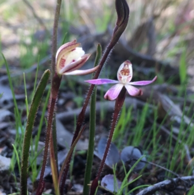 Caladenia fuscata (Dusky Fingers) at Hall, ACT - 6 Sep 2021 by strigo