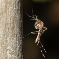 Aedes sp. (genus) (Mosquito) at Woodstock Nature Reserve - 6 Sep 2021 by Roger