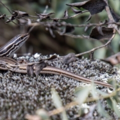 Ctenotus taeniolatus (Copper-tailed Skink) at Bullen Range - 3 Sep 2021 by SWishart