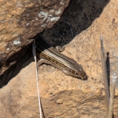 Ctenotus robustus (Robust Striped-skink) at Tuggeranong DC, ACT - 3 Sep 2021 by SWishart