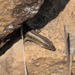 Ctenotus robustus (Robust Striped-skink) at Tuggeranong DC, ACT - 2 Sep 2021 by SWishart