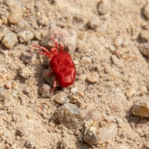 Trombidiidae (family) at Tuggeranong DC, ACT - 3 Sep 2021