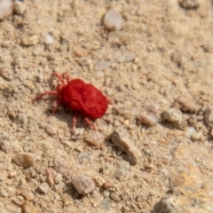 Trombidiidae (family) at Tuggeranong DC, ACT - 3 Sep 2021