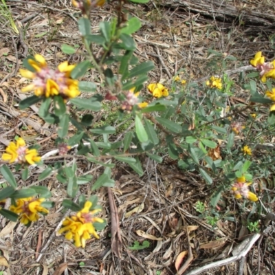 Pultenaea daphnoides (Large-leaf Bush-pea) at Pambula Beach, NSW - 5 Sep 2021 by KylieWaldon