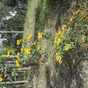 Pultenaea daphnoides at Pambula Beach, NSW - 5 Sep 2021